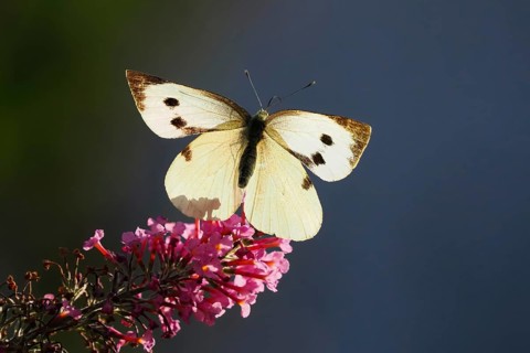 Cabbage butterfly