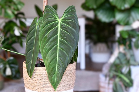 Tropical 'Philodendron Melanochrysum' houseplant with long velvet leaves in flower pot on table in living room