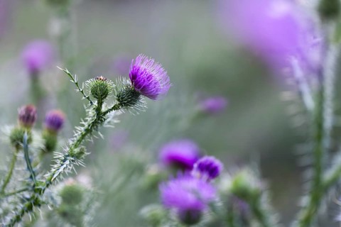 Flowering thistle