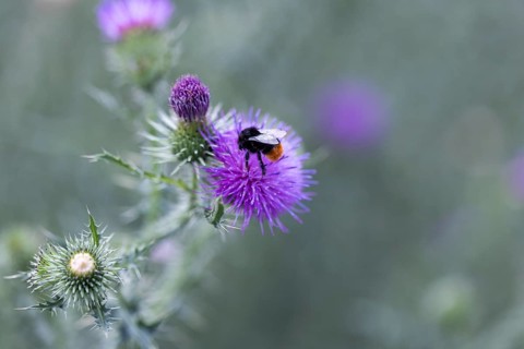 Bumblebee