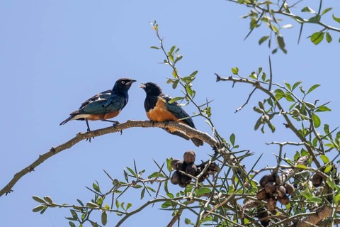Superb starling
