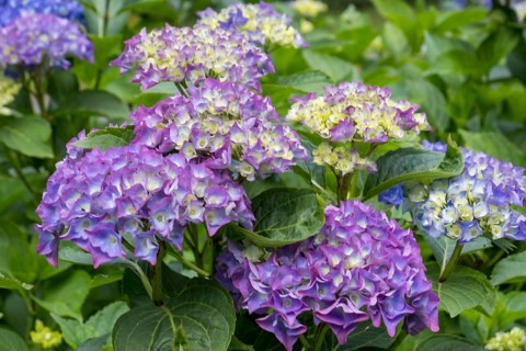 Hydrangea bush