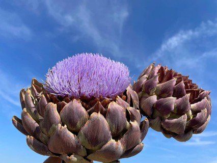 Artichoke