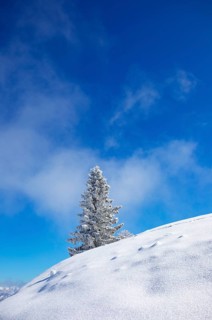 Winter landscape at the Zwoelferhorn with deep snow-covered conifer