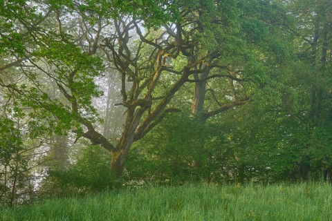 Wood
