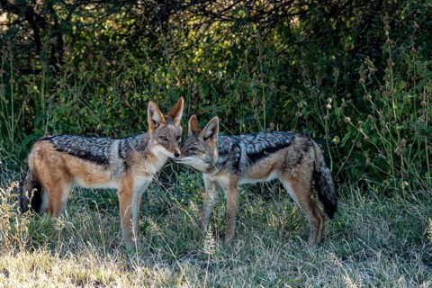 Black-backed jackals