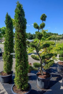 Arborvitaes