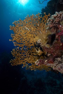 Net fire coral