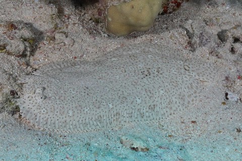 Well camouflaged finless sole