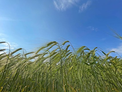 Barley