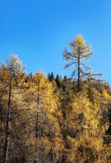 Autumnal yellow lark forest on the Genneralm