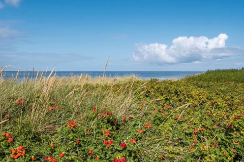 Dune vegetation