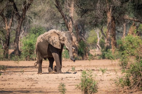 Elephant
