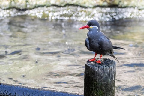 Inca tern