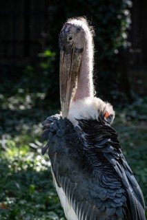 Marabou stork
