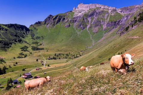 Alpine landscape near Wengen