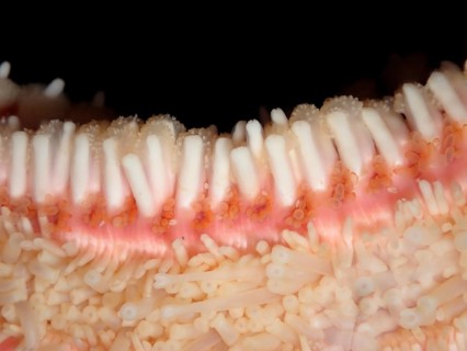 The common starfish