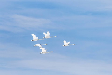 Whooper Swans