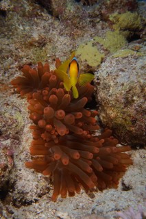 Red sea clownfish