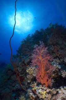 Hemprich's tree coral