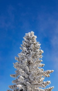 Winter landscape at the Zwoelferhorn with deep snow-covered conifer