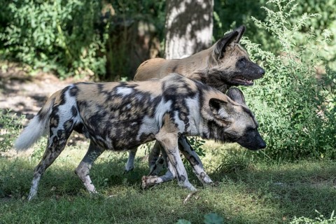 African wild dogs