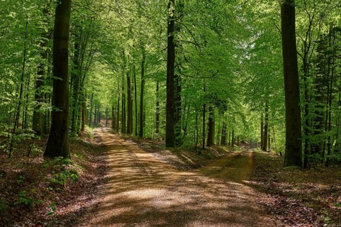 Fork in the road