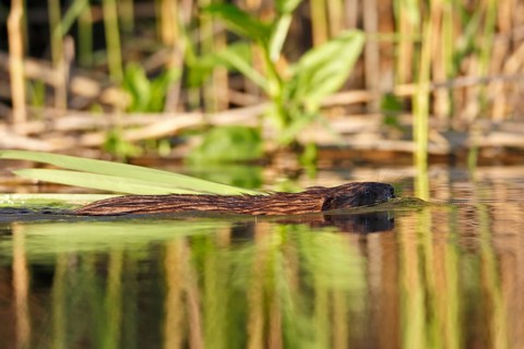 Muskrat