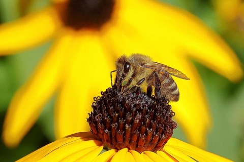 European honey bee