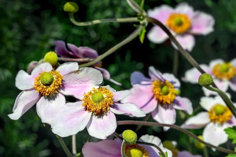 Flowers and buds of the Japanese anemone hupehensis