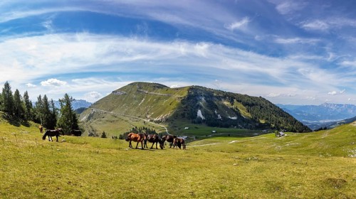 Herd of horses on the Trattbergalm with view to the Trattberg
