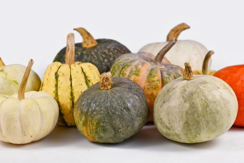 Mix of different colorful pumpkins and squashes on light gray background