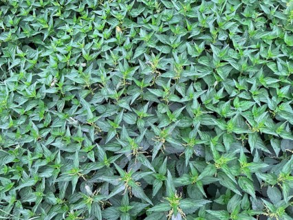 Stinging nettle
