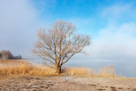 Autumn landscape in the morning mist with bare deciduous tree on the shore of the Irrsee