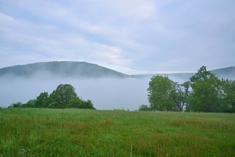 Meadow