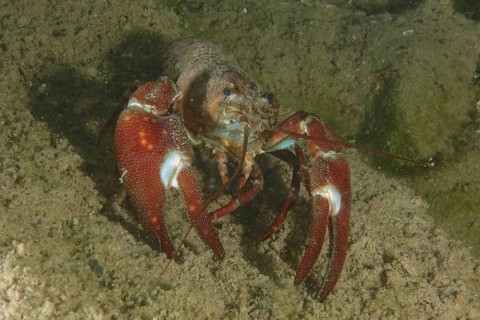 Signal crayfish