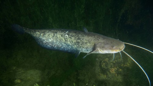 Catfish