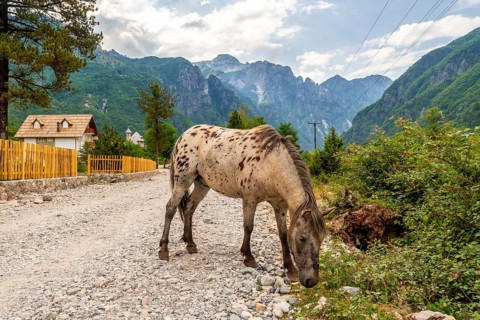 A horse on the trail in the valley of Theth national park