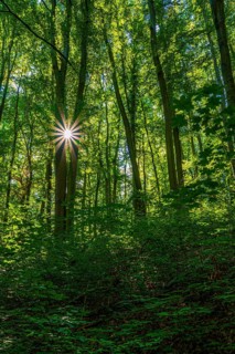 Sun star in a deciduous forest