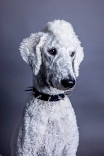 White dog