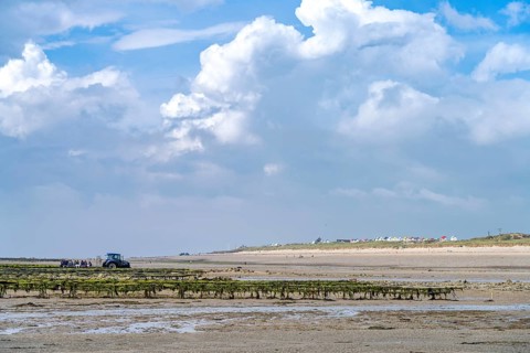Oyster farm on the beach of Gouville-sur-Mer