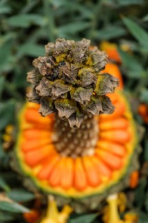(Encephalartos) horridus aka Eastern Cape blue cycad cone close up. Selective focus shallow depth
