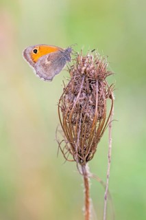 Meadow brown