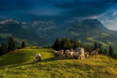 Sheep
