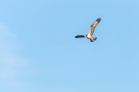 Western osprey