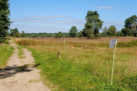 Fence for sheep grazing
