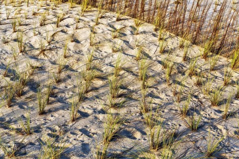 Planting grasses in dunes