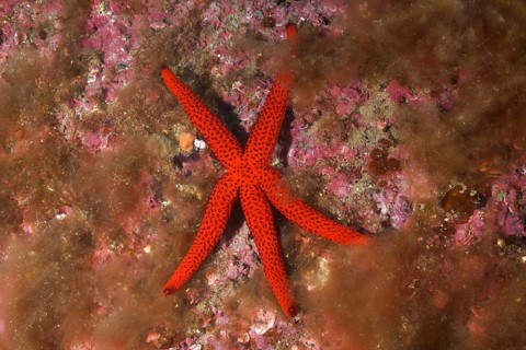 Orange starfish