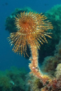 Mediterranean fanworm