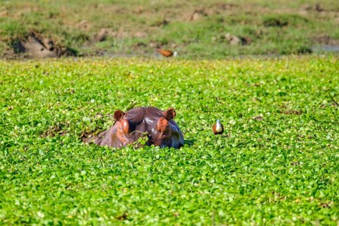 Hippo